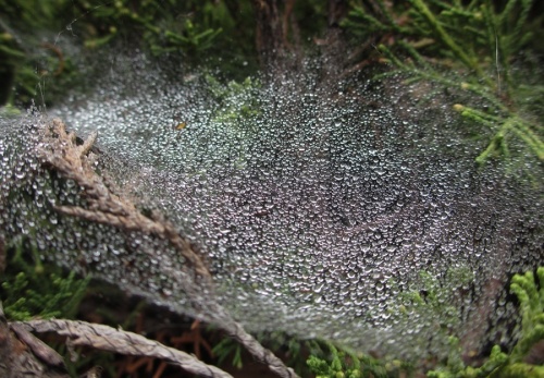 Droplets of water suspended by otherwise invisible, fine spider web